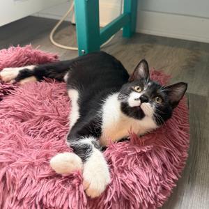 Marilyn Monroe, kitten, available for adoption