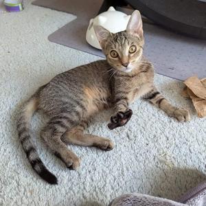 A tabby cat lying on a carpet, looking up with wide eyes.