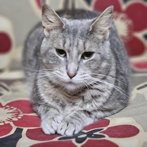 A gray tabby cat sitting on a floral-patterned surface.