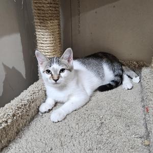 A gray and white cat lying on a carpeted surface, with a scratching post in the background.