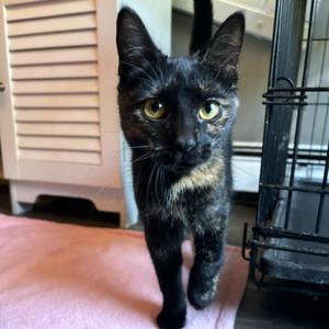 Baileys, kitten, available for adoption