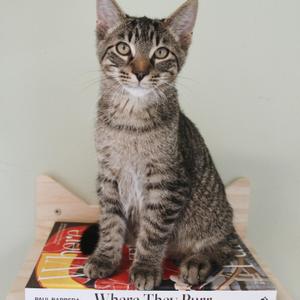 A tabby cat sitting on a book titled 'Where They Purr' with a wooden cat tree in the background.