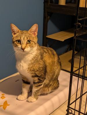 Fiona, young, available for adoption