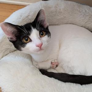 A black and white cat with yellow eyes is lying in a fluffy white bed.