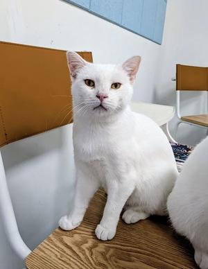 Hedwig, young, available for adoption