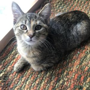 Mango, kitten, available for adoption