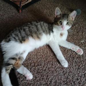 JubeJube, kitten, available for adoption