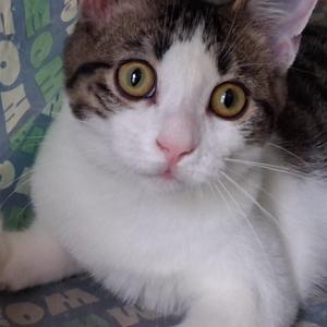 A close-up of a cat with large, expressive eyes and a white and brown fur pattern, resting on a colorful surface.