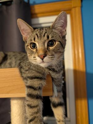 Bodhi, kitten, available for adoption