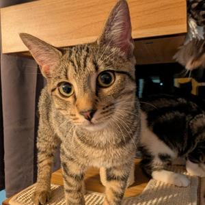 Annabelle, kitten, available for adoption