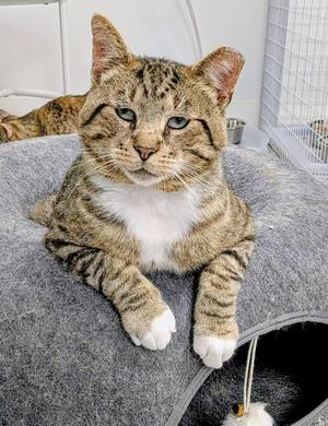 Malcom, adult, available for adoption