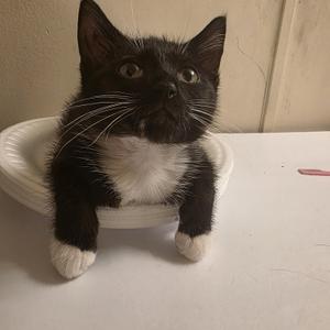 Cammy, kitten, available for adoption