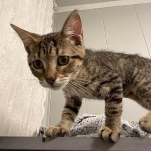 Christina, kitten, available for adoption