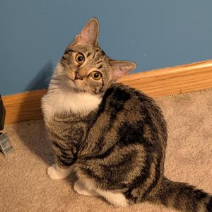 A tabby cat with a white chest and paws sitting on a carpeted floor, looking up with wide eyes.
