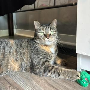 Houdini, adult, available for adoption