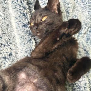 Gladys, kitten, available for adoption