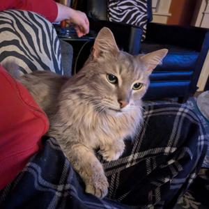 Marius, senior, available for adoption