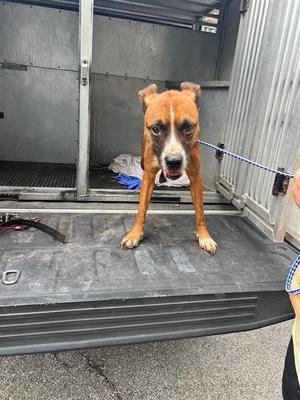 A brown and white dog standing on a black platform in a metal enclosure.