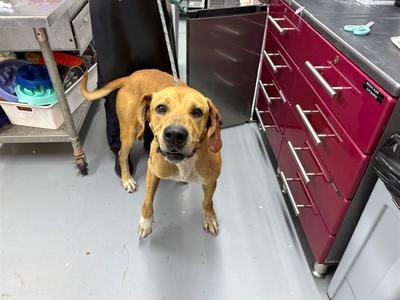 CHARLIE, Labrador Retriever, adult, available for adoption