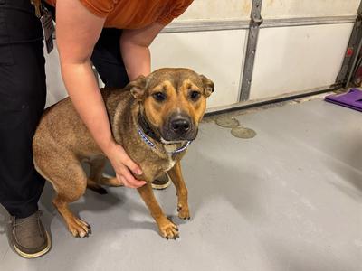 DOLORES, German Shepherd Dog Mix, adult, available for adoption