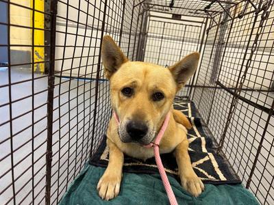 BENJI, Shiba Inu and Chow Chow, adult, available for adoption
