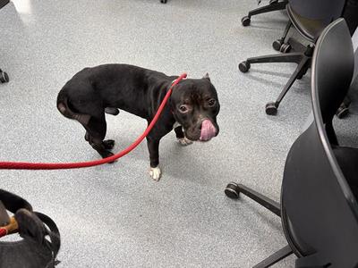 BAXTER, Pit Bull Terrier Mix, adult, available for adoption