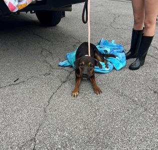 DIEGO, Pit Bull Terrier Mix, young, available for adoption