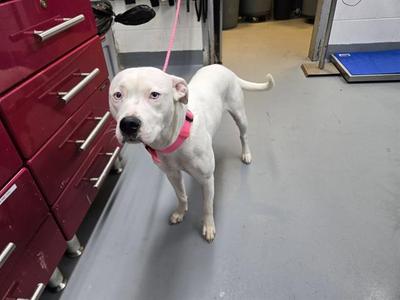 DOT, Labrador Retriever Mix, young, available for adoption