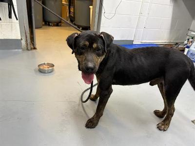 HUNTER, Rottweiler Mix, adult, available for adoption