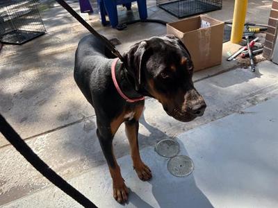 FENRICK, Doberman Pinscher Mix, adult, available for adoption