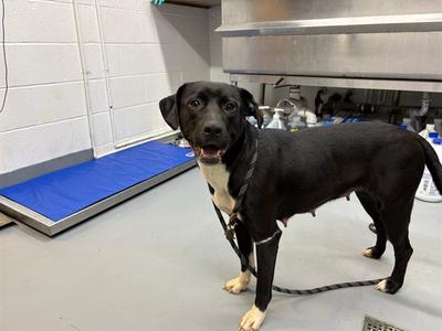 JILL, Labrador Retriever Mix, adult, available for adoption