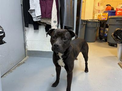 JACK, Labrador Retriever Mix, young, available for adoption