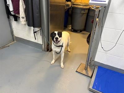 ARCHIE, Labrador Retriever Mix, adult, available for adoption