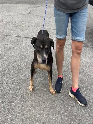 A black and brown dog standing on a paved surface, held by a blue leash, with a person wearing blue shorts and black shoes standing next to it.