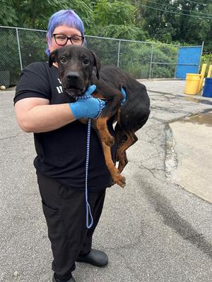 CANNOLI, Terrier Mix, adult, available for adoption