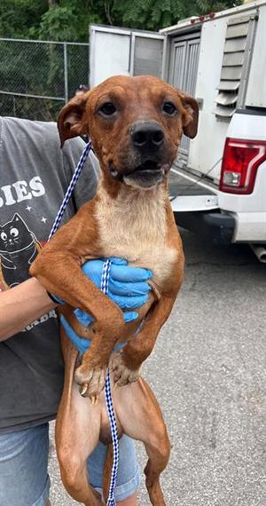 CHURRO, Terrier Mix, adult, available for adoption