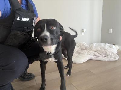 FOLKLORE, Labrador Retriever Mix, adult, available for adoption