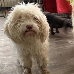 Cosmos, Cocker Spaniel / Poodle, young, available for adoption