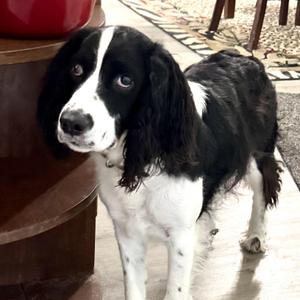 Pepper -s, English Springer Spaniel, adult, available for adoption