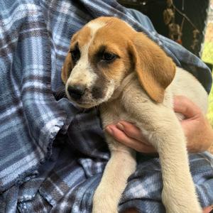 Augustine, Great Pyrenees, puppy, available for adoption
