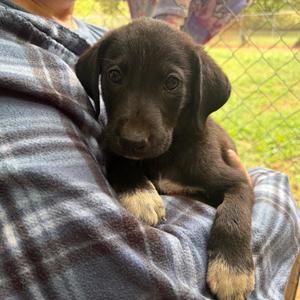 Atlas, Great Pyrenees, puppy, available for adoption