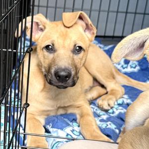 Brook -s, Shepherd / Black Mouth Cur, puppy, available for adoption