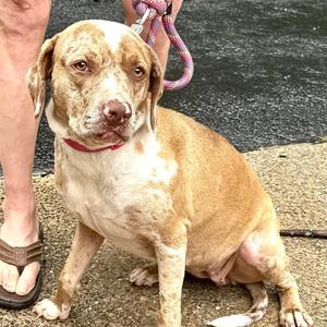 Dottie -s, Labrador Retriever / Catahoula Leopard Dog, young, available for adoption