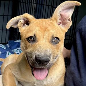 River -s, Shepherd / Black Mouth Cur, puppy, available for adoption