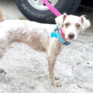 Dolly Mae - s, Miniature Poodle, young, available for adoption