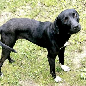 Rosie Bud -s, Labrador Retriever, young, available for adoption