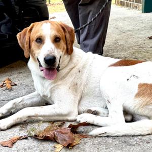 Chevy - s, American Foxhound / Treeing Walker Coonhound, adult, available for adoption