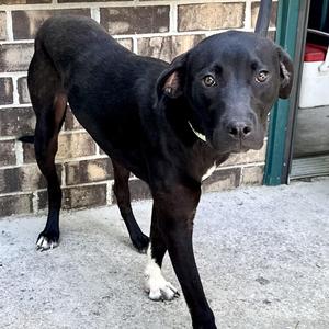 Rosie -s, Black Labrador Retriever / Mountain Cur, puppy, available for adoption