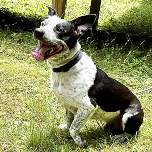Chip -s, Australian Cattle Dog / Blue Heeler / German Shorthaired Pointer, adult, available for adoption