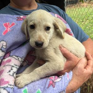 Aria, Great Pyrenees, puppy, available for adoption